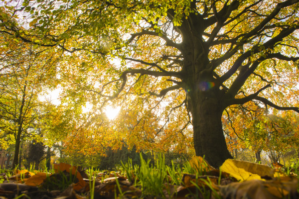 Various colours of autumn in Dublin, Ireland. Palmerston Park, Dublin.