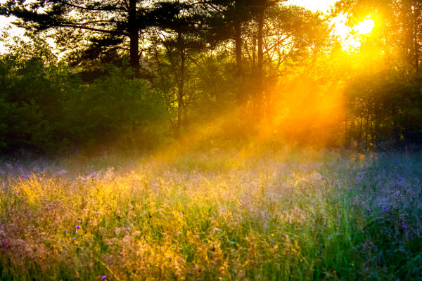 beautiful rural landscape with the sun beams  on a meadow